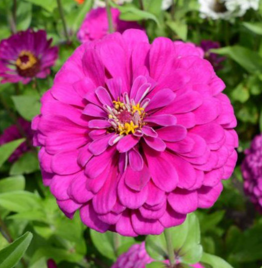 Zinnia JEWEL GARDEN Mix Magenta Violet Raspberry Scarlet Cut Flower 150 Seeds