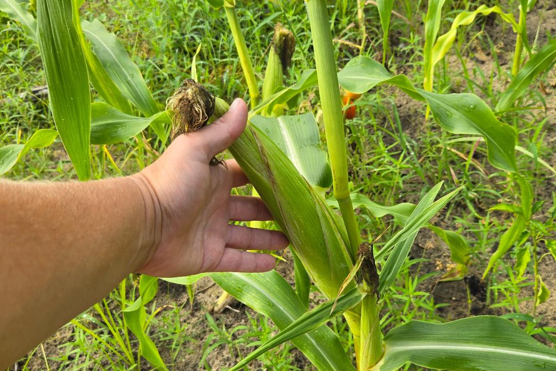 Blue Hopi Corn | 5 Seeds | Florida Grown | Heirloom | Grits | Blue Tortillas
