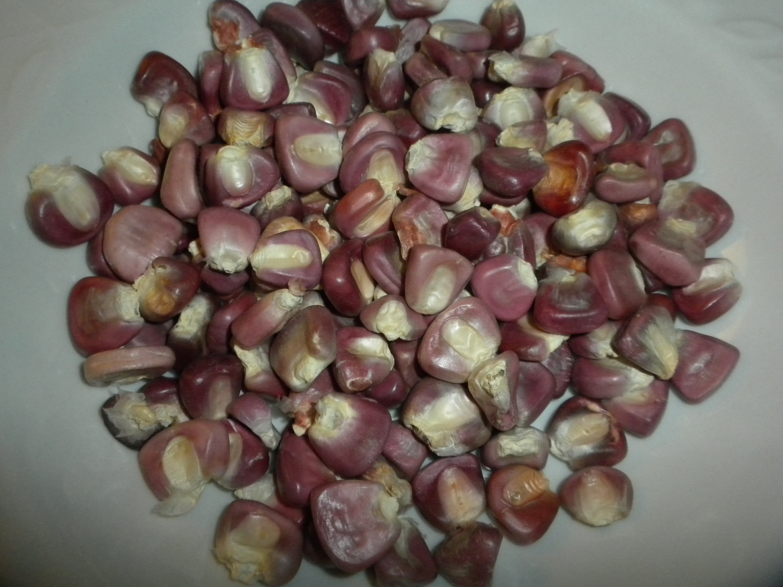 50 “Maize Rojo” Red dent Corn seeds Mexican heirloom non-GMO maiz Zea mays