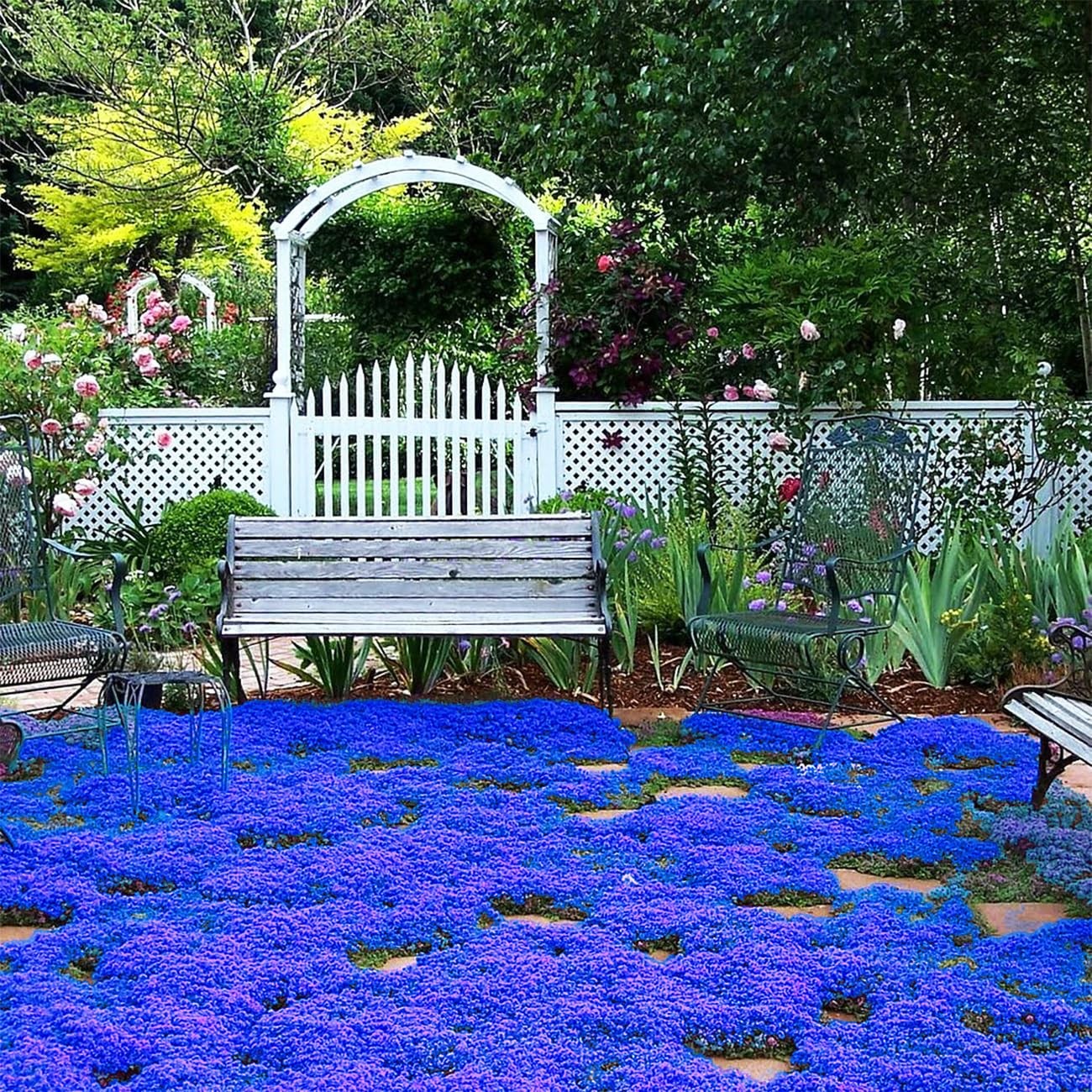 20000+ Magic Blue Creeping Thyme Seeds for Planting Ground Cover Plants Heirl…