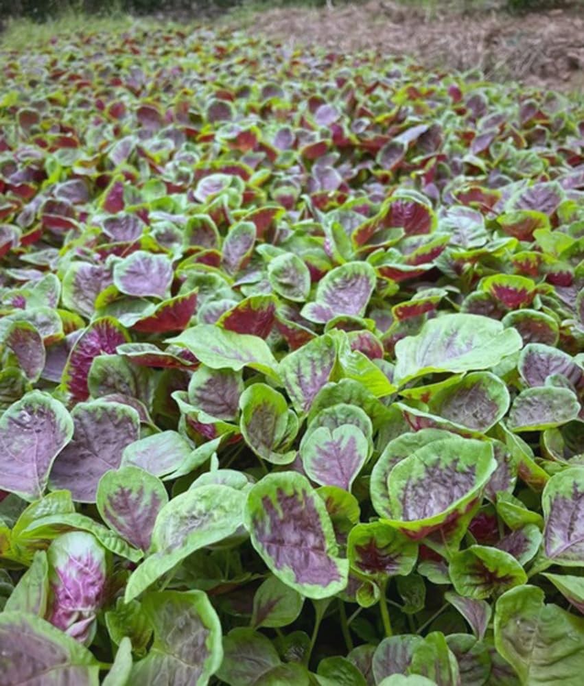 500PCS Red Green Amaranth Spinach Seeds Amaranthus Tricolor Asian Vegetable S…