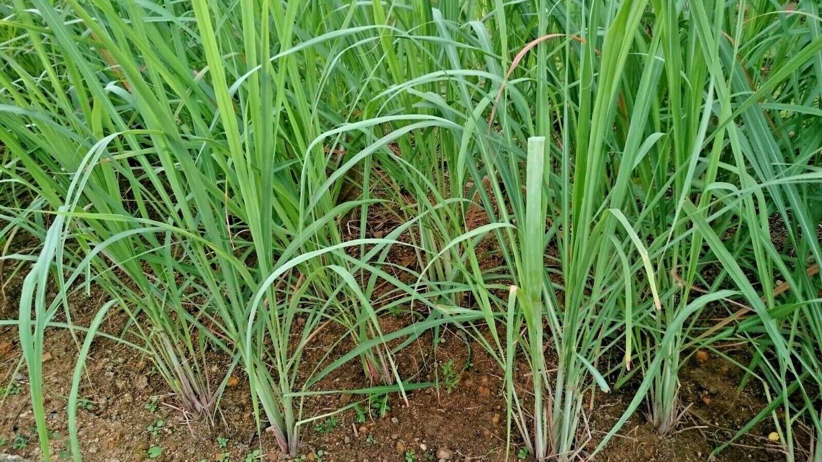 LEMONGRASS 200+ SEEDS MOSQUITO REPELLENT HEIRLOOM LEMON GRASS NON-GMO HERB USA