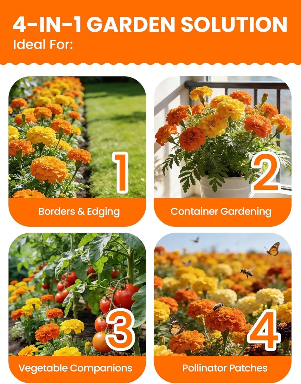 Tri-Color Marigold Seeds for Planting | 15,000+ Heirloom French Marigold Flower