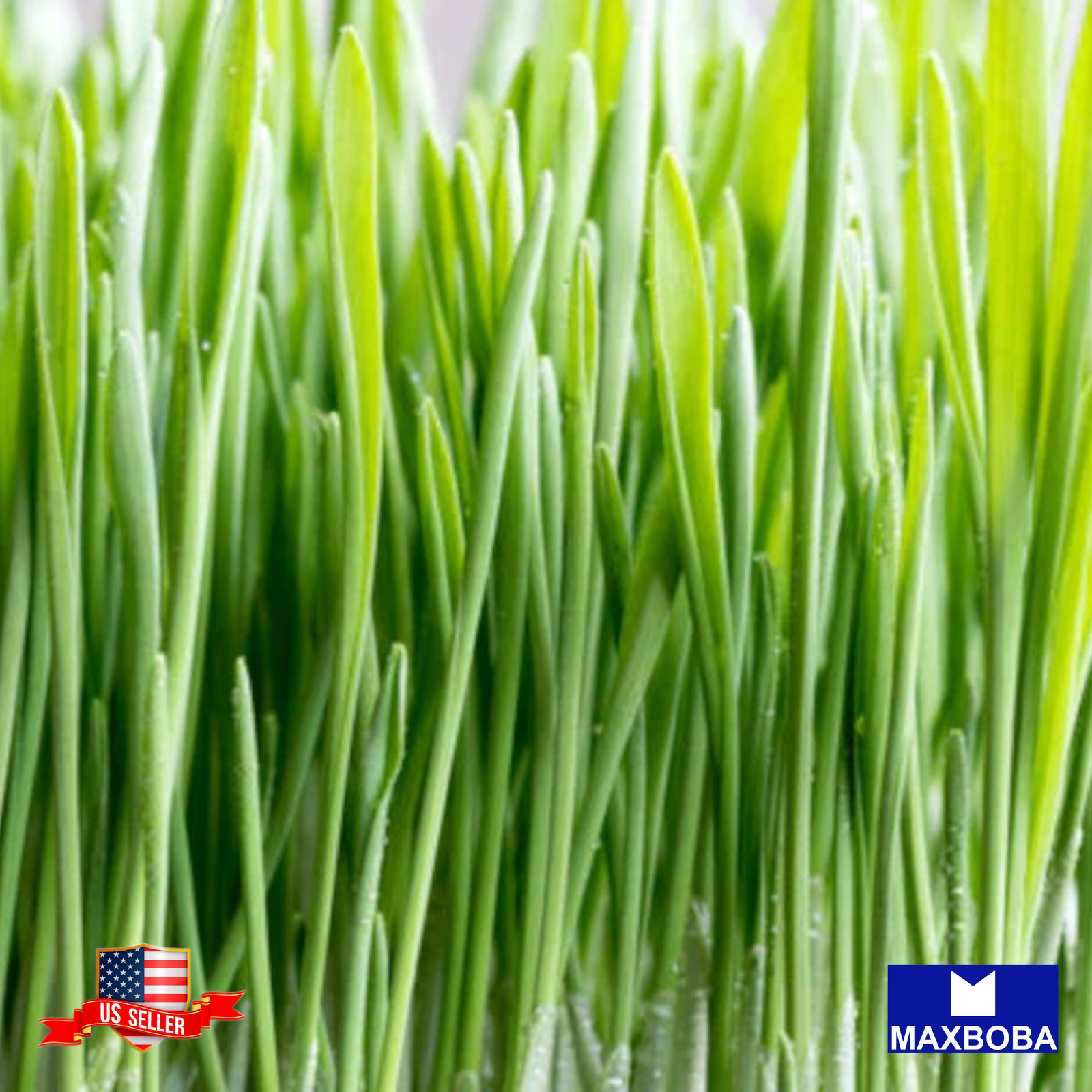 Barley Whole (Organic) Grass Seeds Non-GMO