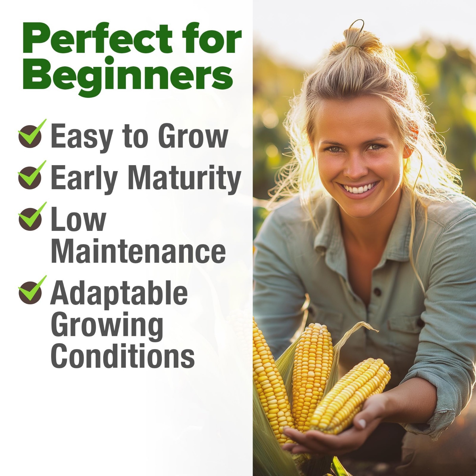 Heirloom Golden Bantam Sweet Corn Seeds – 200+ Non-GMO, High Germination, Easy t