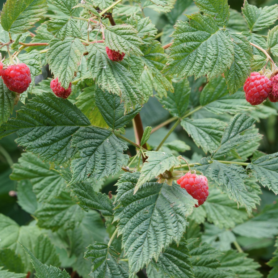 Aurora Raspberry Seeds 125, 300, 750 Seeds Fruit Seeds, Non GMO, Bulk Seeds