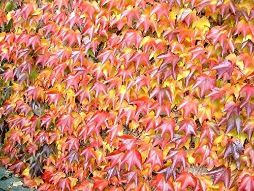 20 Boston Ivy Seeds for Planting – Japanese Creeper Ivy – Ships from Iowa, USA