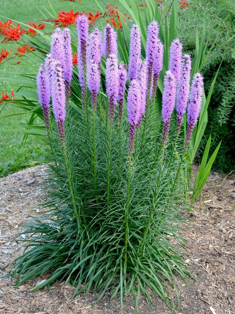 25 Blazing Star Liatris Spicata Sprouted Bulbs