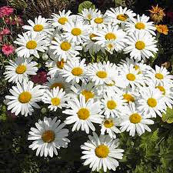 SHASTA DAISY 100 SEEDS, BEAUTIFUL BRIGHT WHITE/YELLOW FLOWER