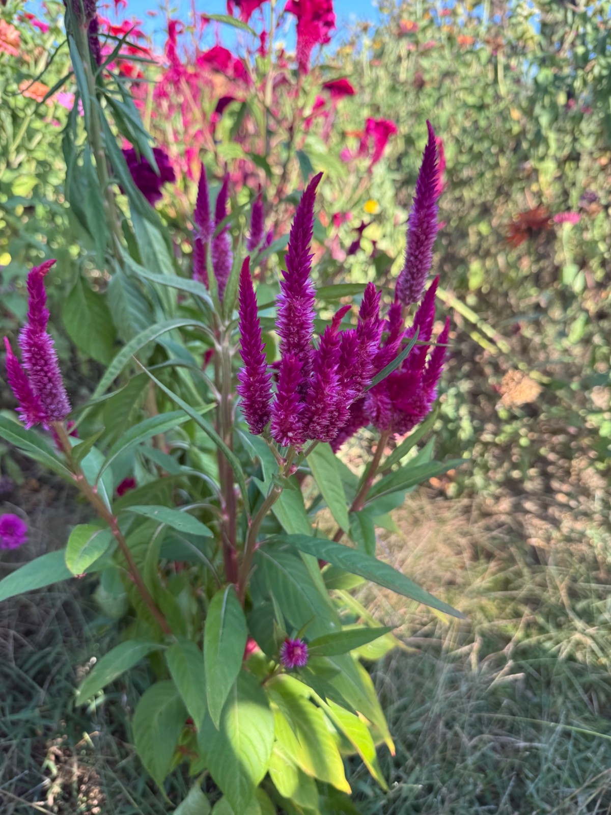 Mix of celosia cockscomb seed. At least 1,000 seeds dried. Several varieties