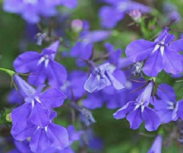 50 Lobelia Seeds Crystal Palace Multi Pelleted Seeds Lobelia Seeds