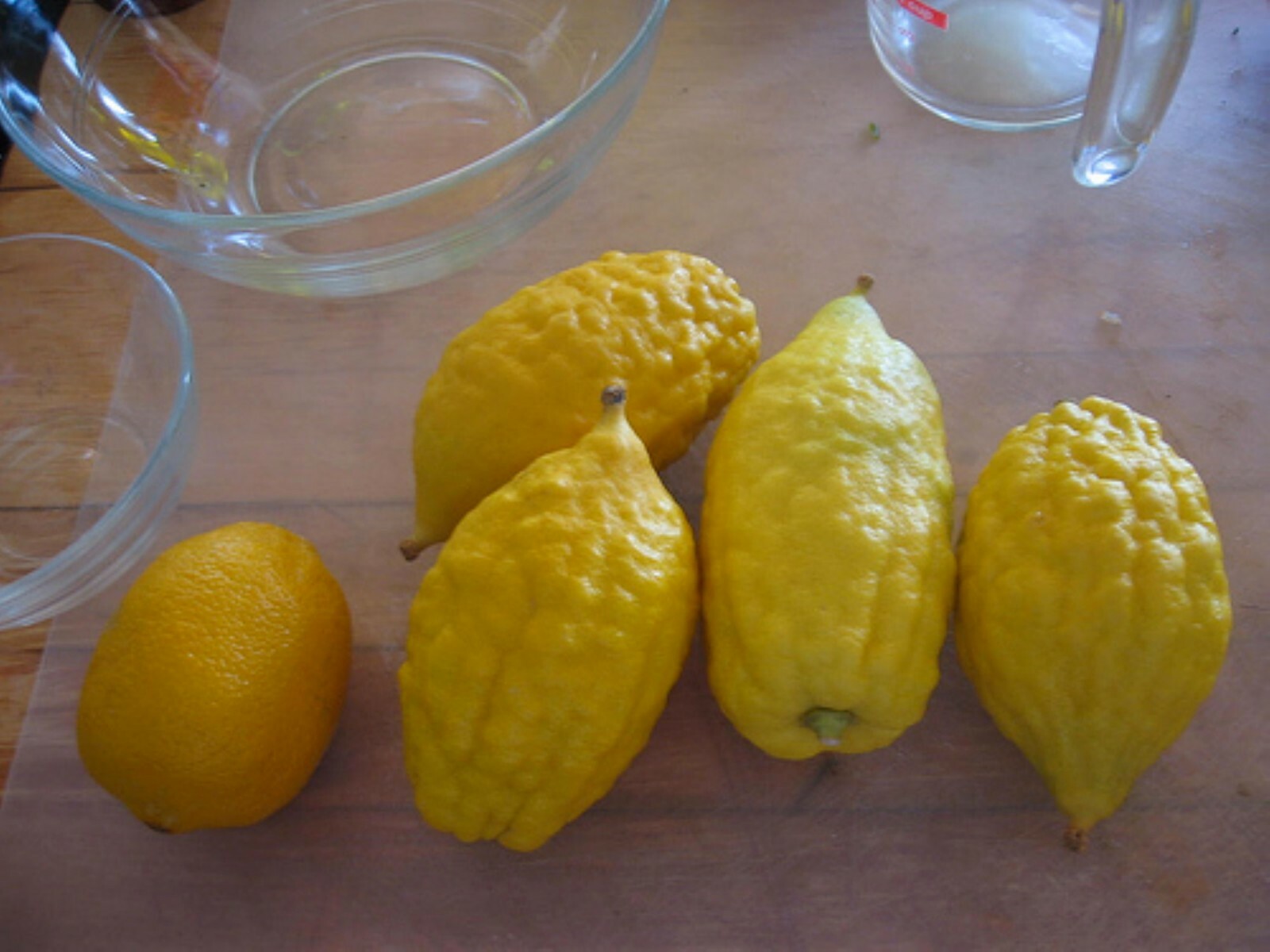 Etrog Citron Tree, 2.5 inch pot, No Ship Az, Ca, Fl, La, Tx, Hi, Ak