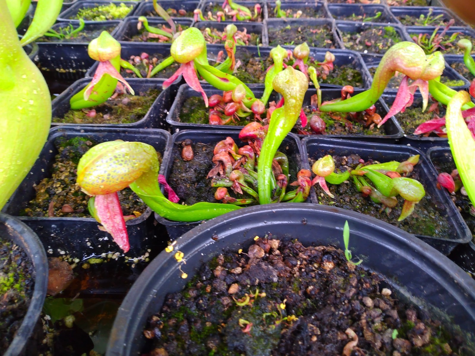 250 Cobra Lily/ Darlingtonia Californica SEEDS