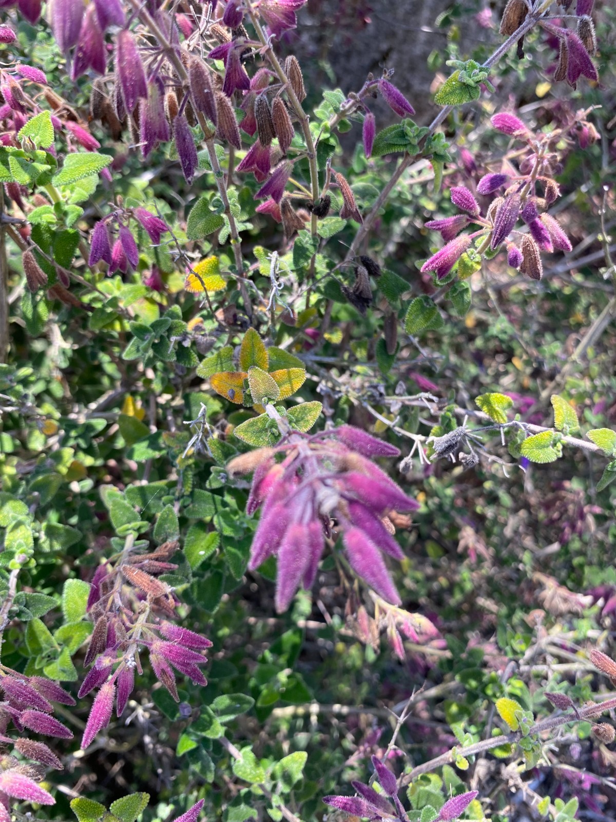 Salvia semiatrata | Bicolor Sage | 5 Seeds