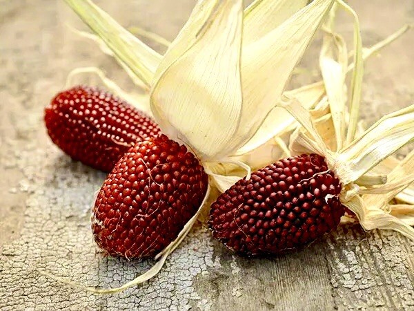 25 + Strawberry Popcorn Corn Seeds . Vegetable . Non GMO ! Ornamental Corn