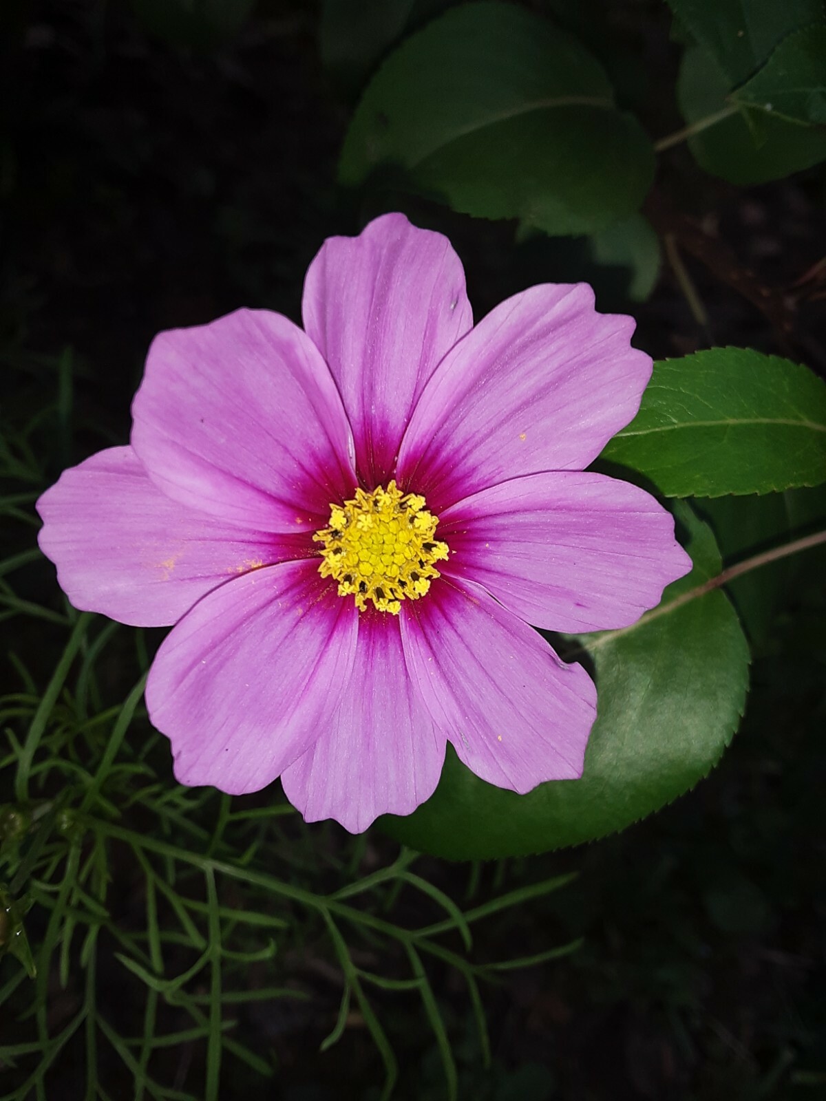50+ Pink Cosmos Annual Flower Mix Seeds.US grown seeds.Different Shades of Pink.