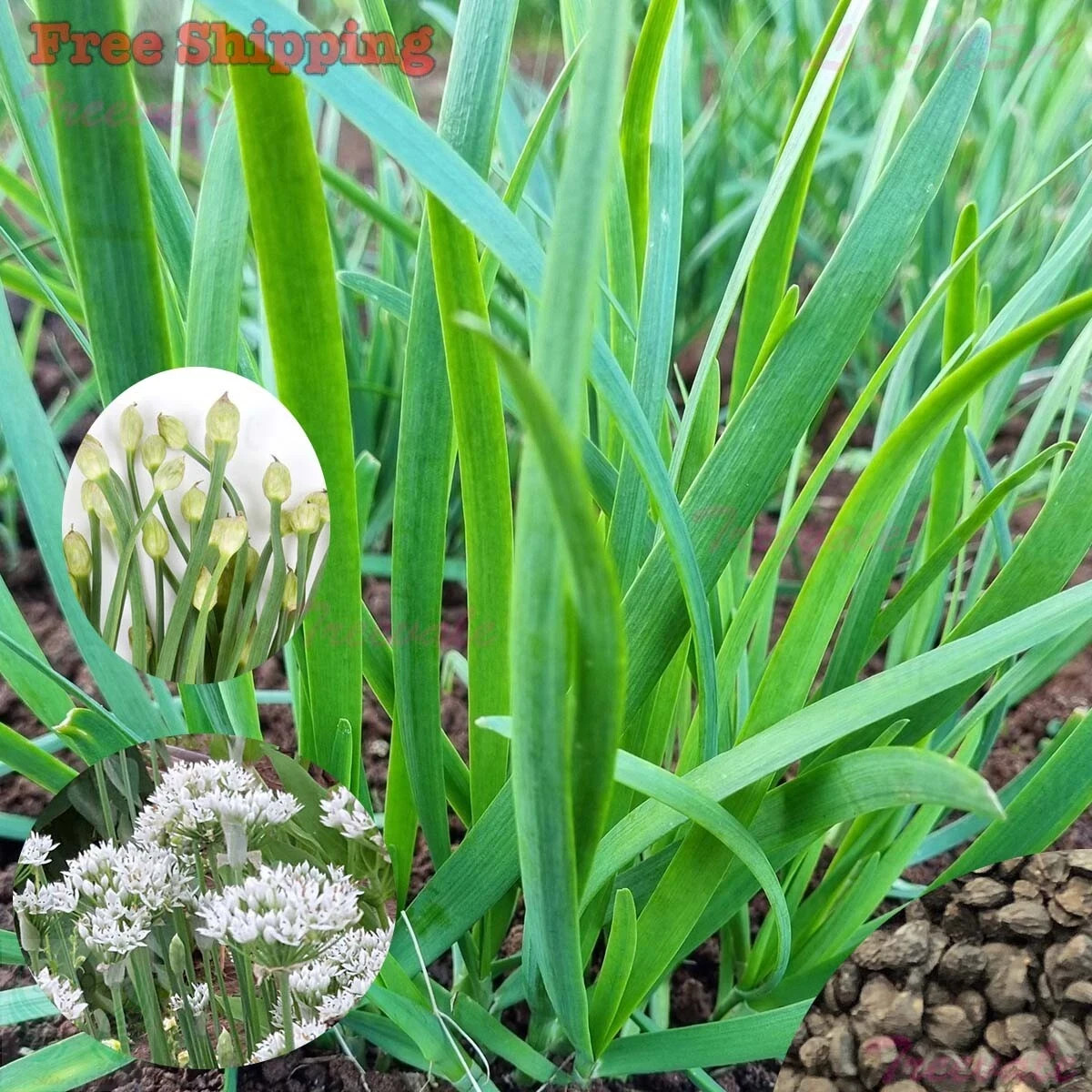 100+ Organic Chinese Chives Seeds, Garlic Chives Seeds, Non-GMO, High Yield