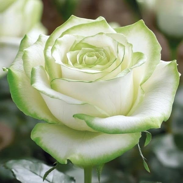 290+ Mixed Color Rose Seeds for Planting – Heirloom Non-GMO Perennial Rosa Fl…