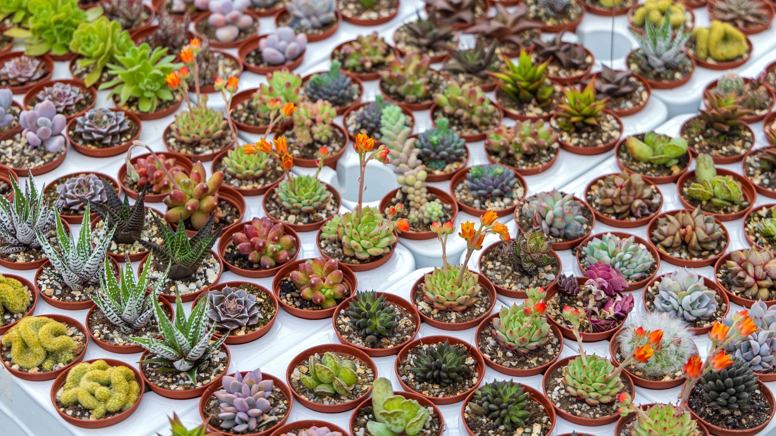 50 CACTUS MIX ‘FINEST MIXED’ Succulent Flower Seeds *Flat S/H