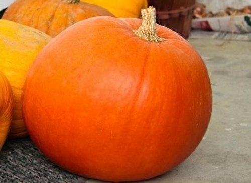 Pumpkin BIG MAX Great Heirloom Vegetable By Seed Kingdom 100 Seeds