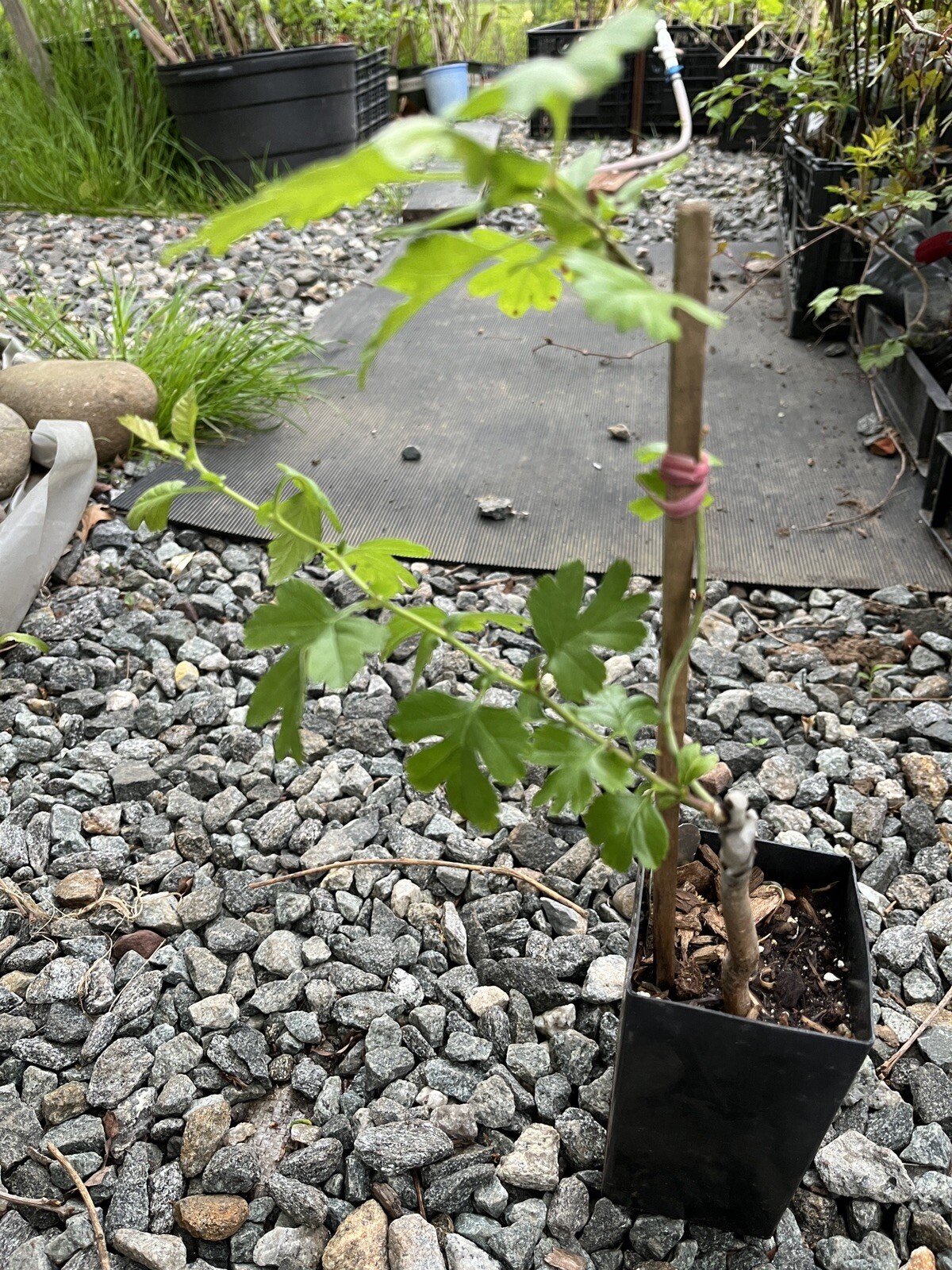 12-18” Tall Golden Girl black hawthorn (Crataegus sp.) 1 year old grafted plant