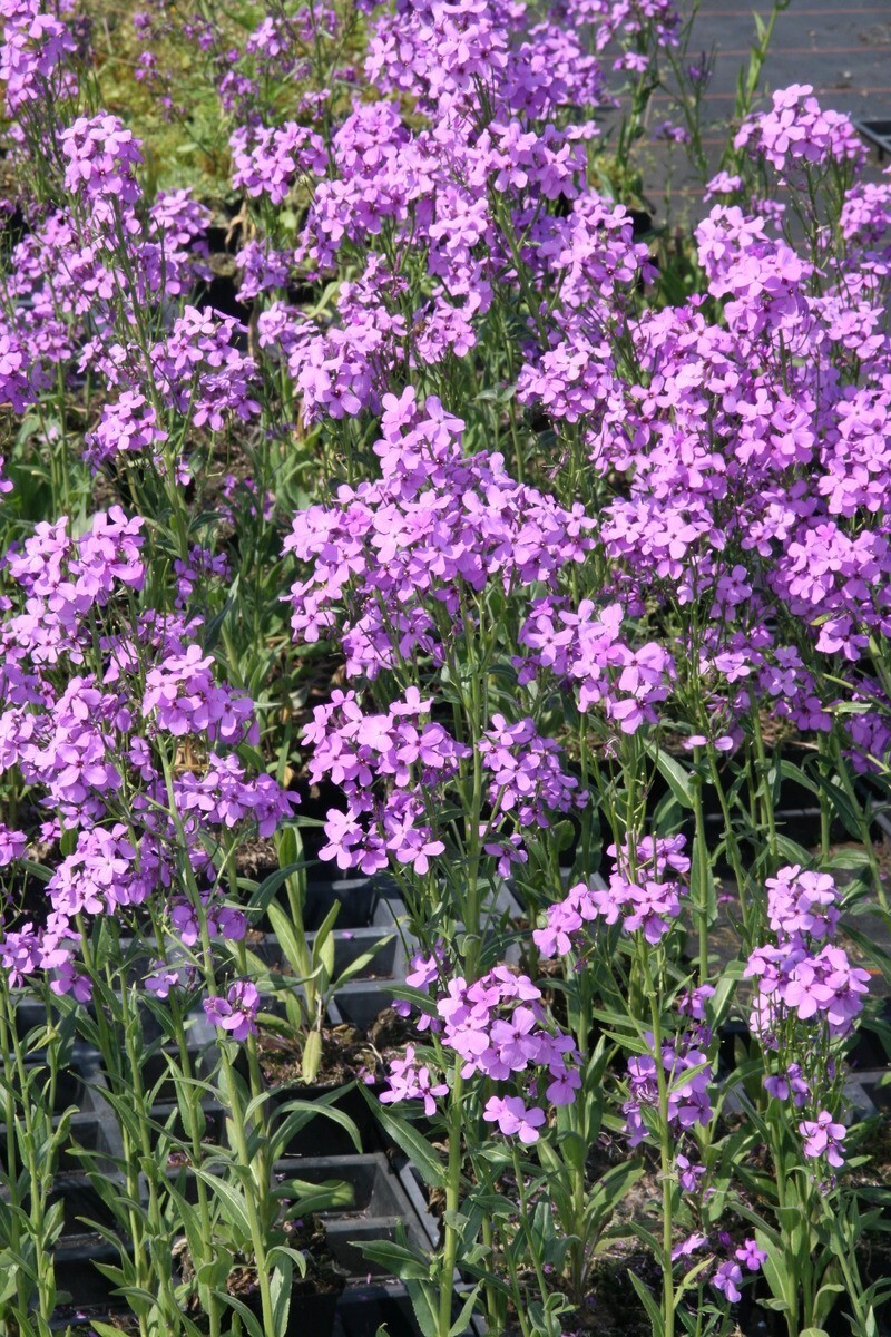 Hesperis Matronalis 300 +/- Seeds, Fragrant Purple Dames Rocket Flowers