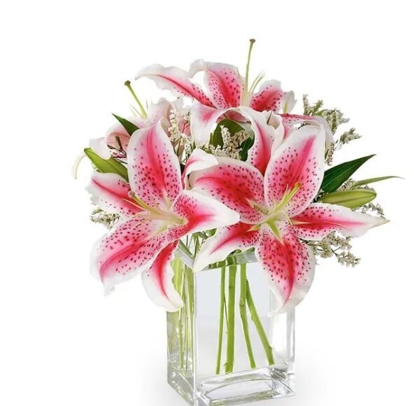 Stargazer Lily Flowering (1) Bulbs, Fragrant Perennial Bloomer