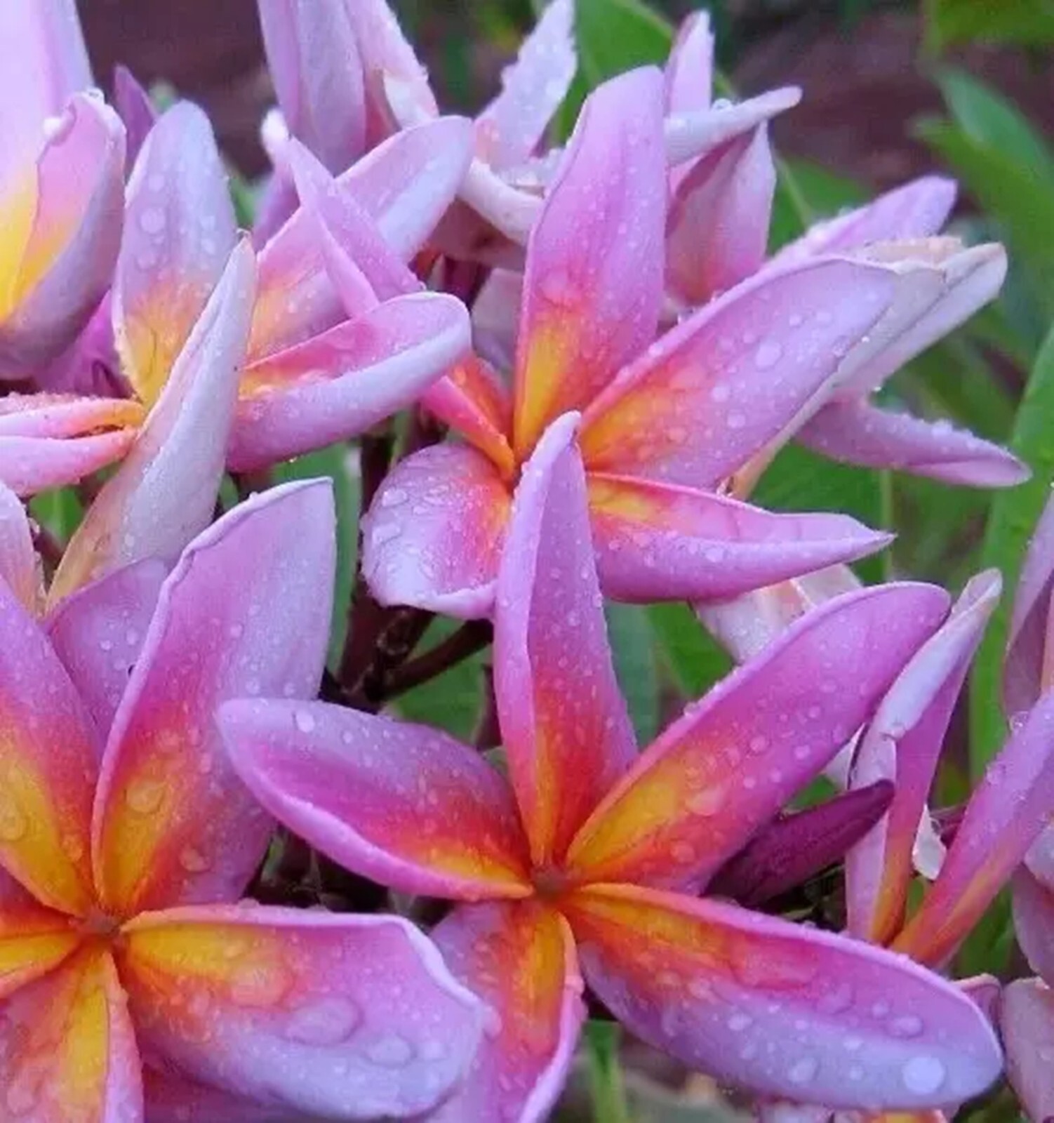 5 Pink Orange Purp Plumeria Seeds Perennial Flowers Flower Frangipani US SELLER