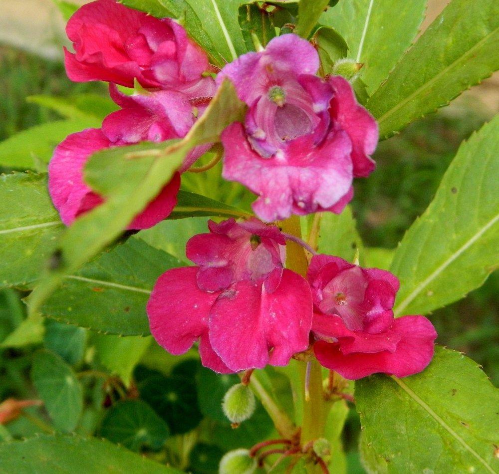 Balsam Camellia Seeds 200+ Impatiens Balsamina Flower Annual USA FREE S&H