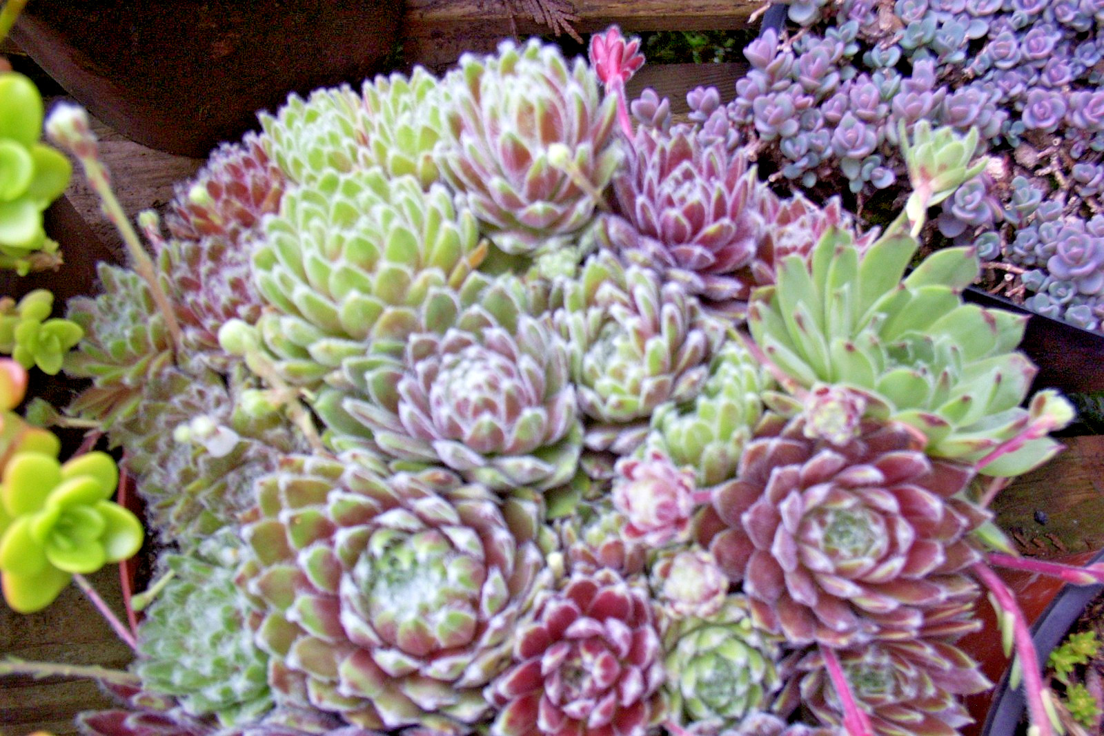 Hen and chicks 200 seeds large mix of varieties and colors sempervivum