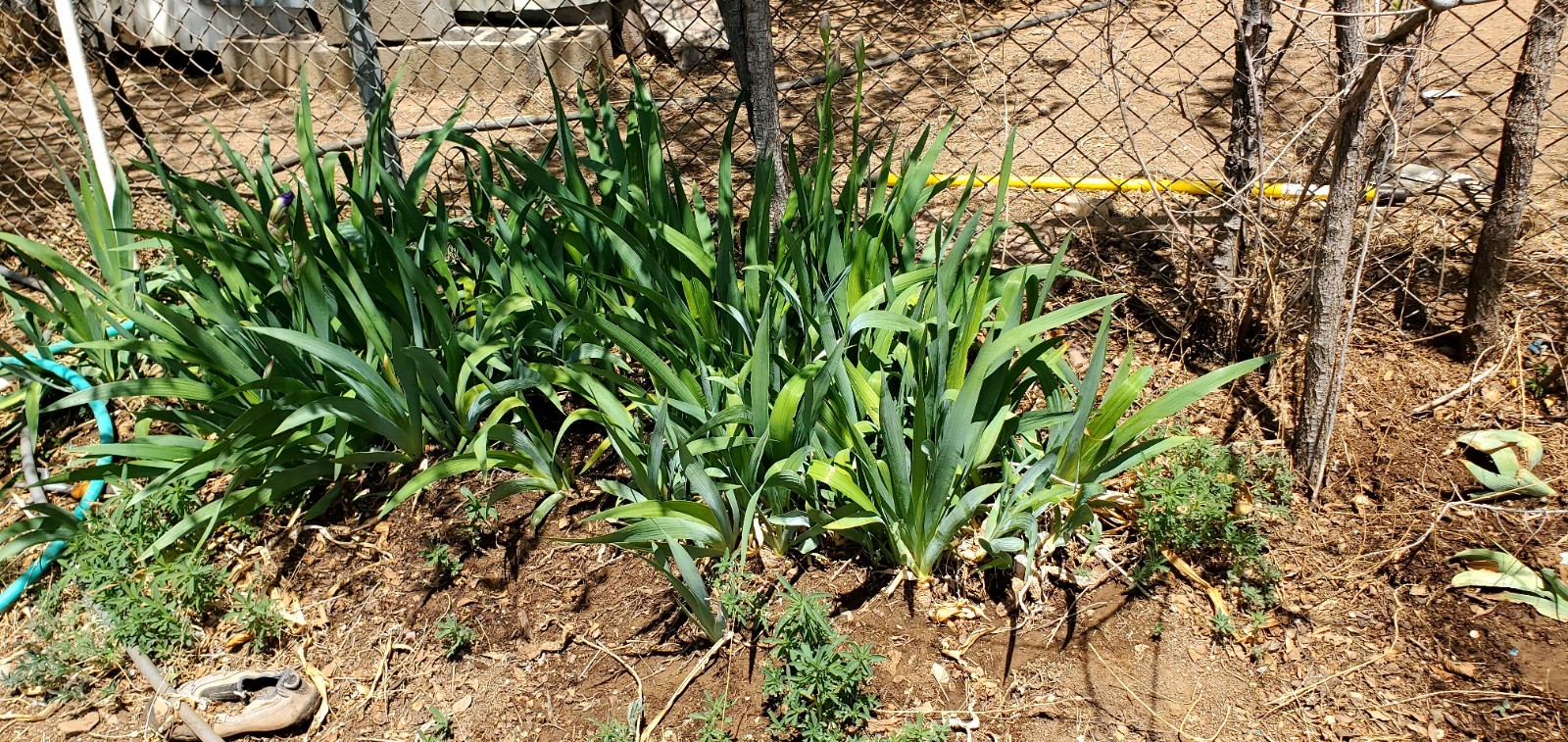 10 Purple Iris Bulbs