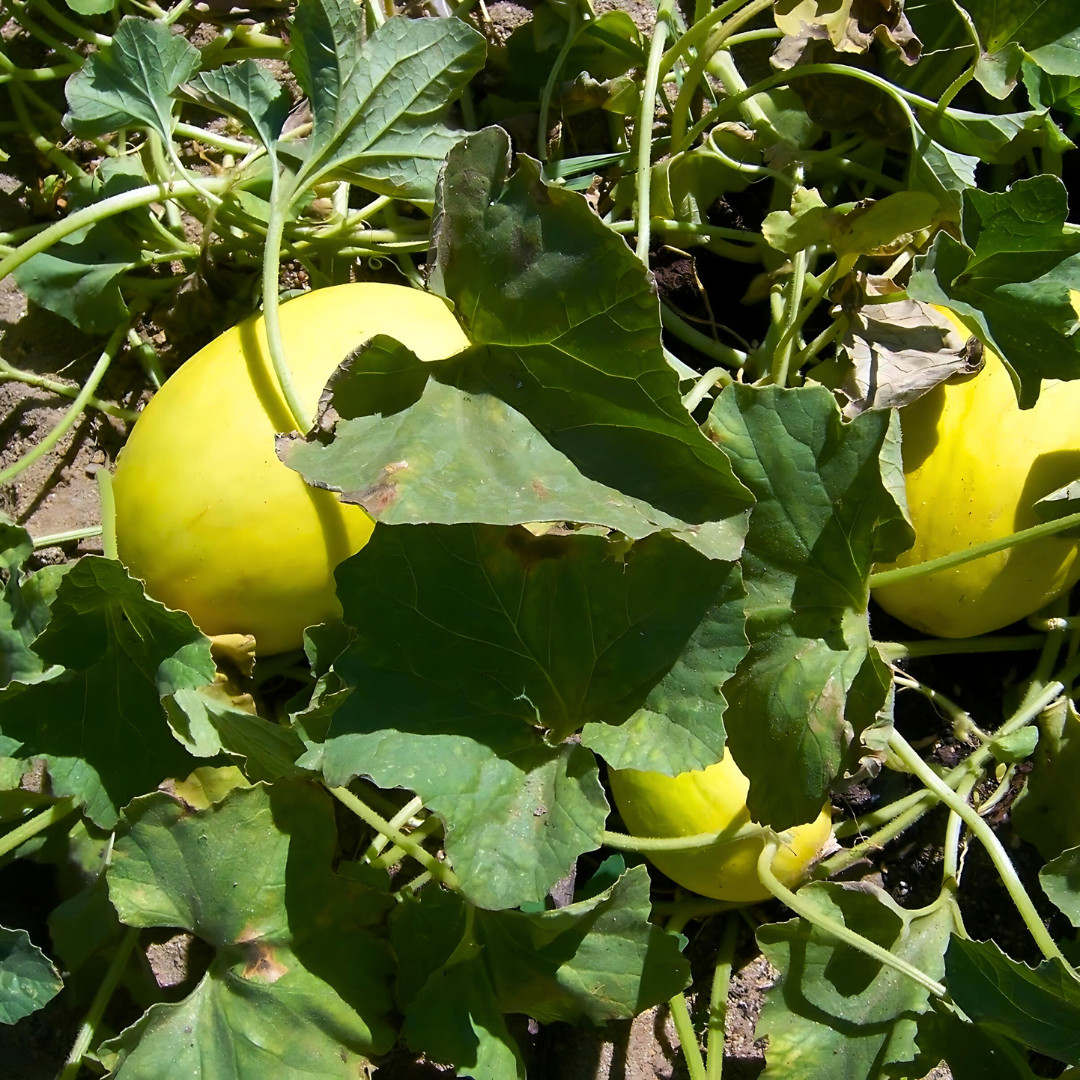 Fresh Juicy Canary Melon Seeds | Golden Yellow | Heirloom | Non-GMO | Fruit Seed