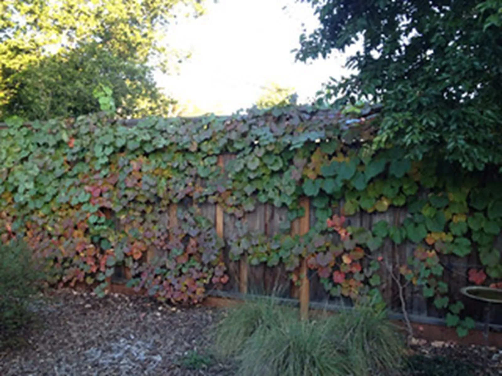Organic California Wild Grape {Vitis californica} 10 SEEDS USA
