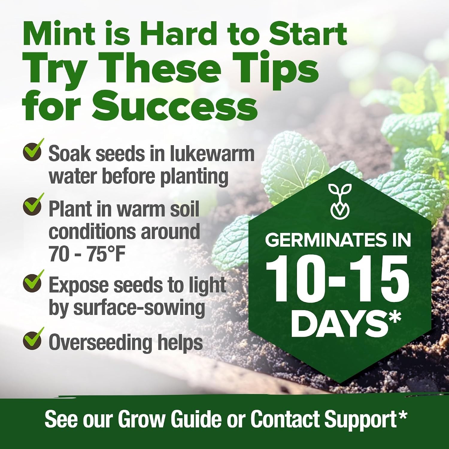 Bulk Non-GMO Heirloom Mint Seeds – 1,800 Indoor/Outdoor Herb Seeds for Garde…