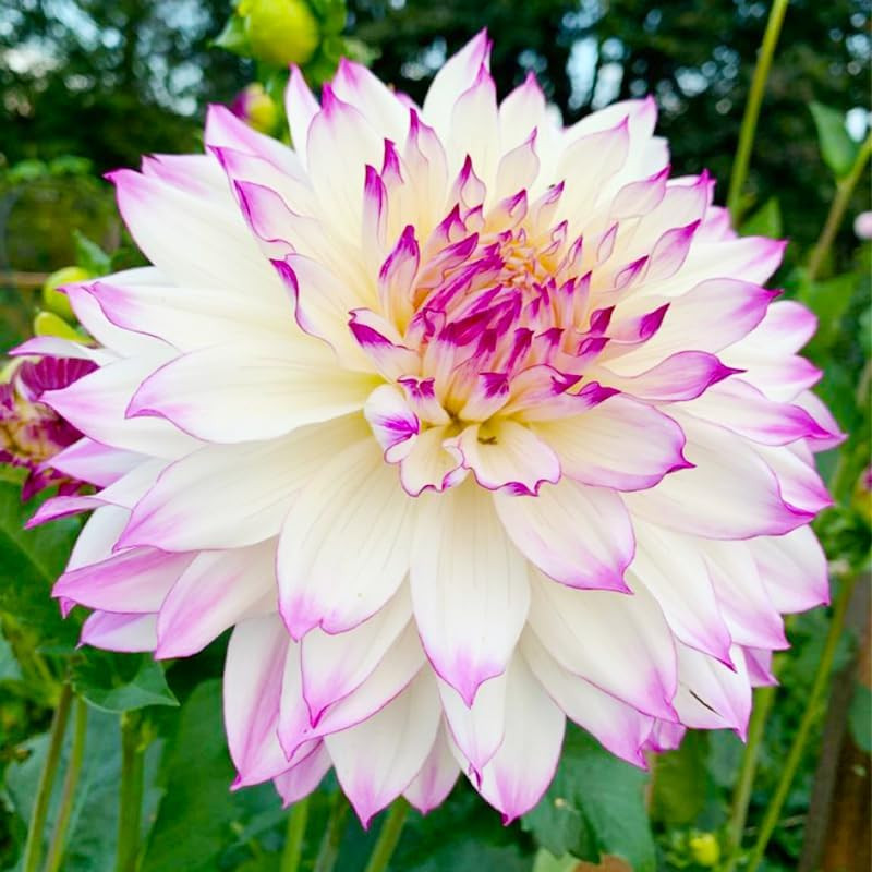 100+ Giant Dahlia Dinner Plate Flower Seeds – Exotic Dahlia for Planting Dahlia