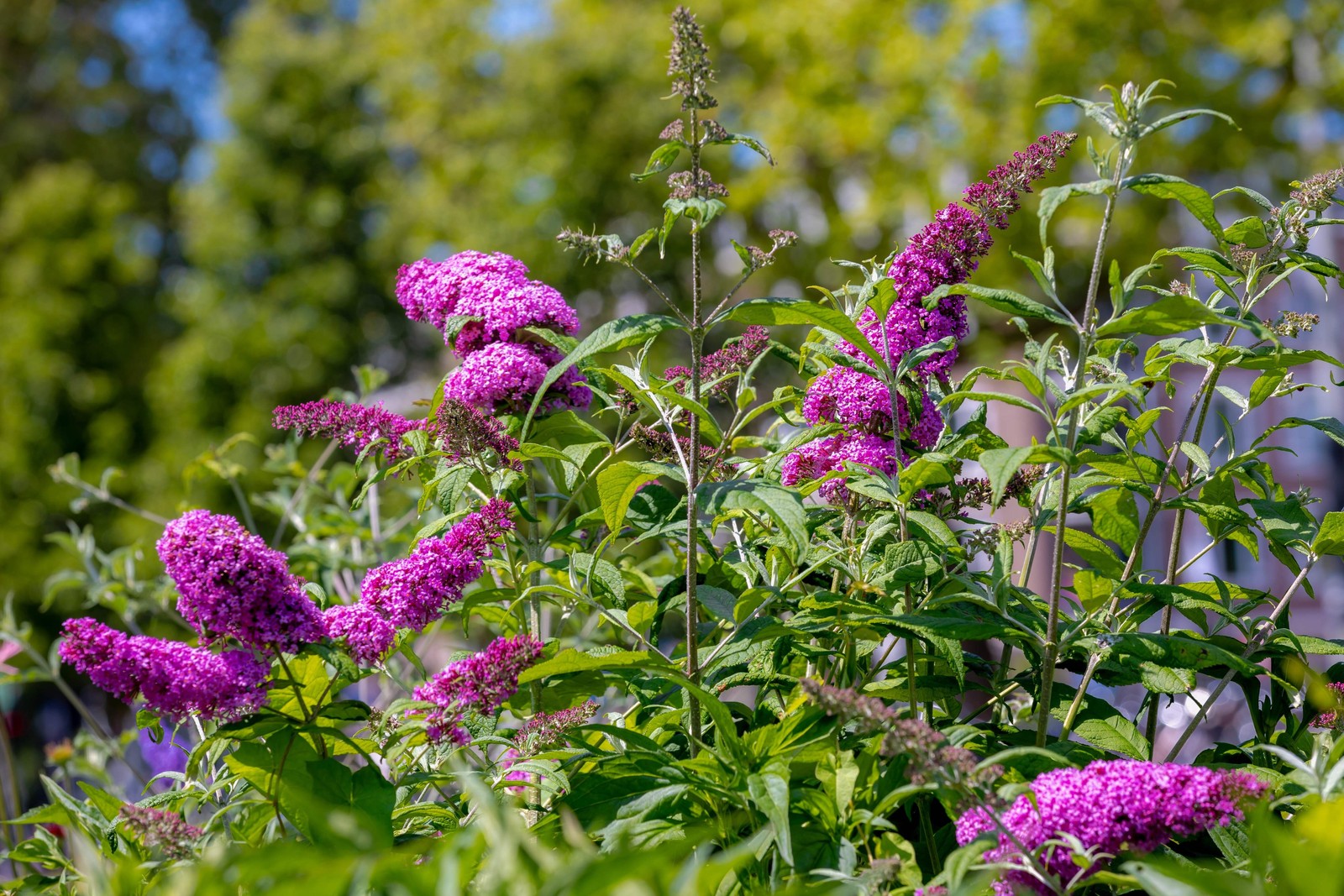 50 VIOLET PURPLE BUTTERFLY BUSH Buddleia Davidii Flower Seeds *Flat S/H