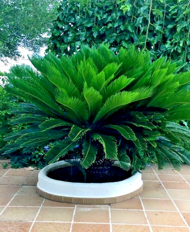 10 King Sago Palm Seeds (Cycas Revoluta) Rare Tropical Prehistoric Cycad Hardy-8