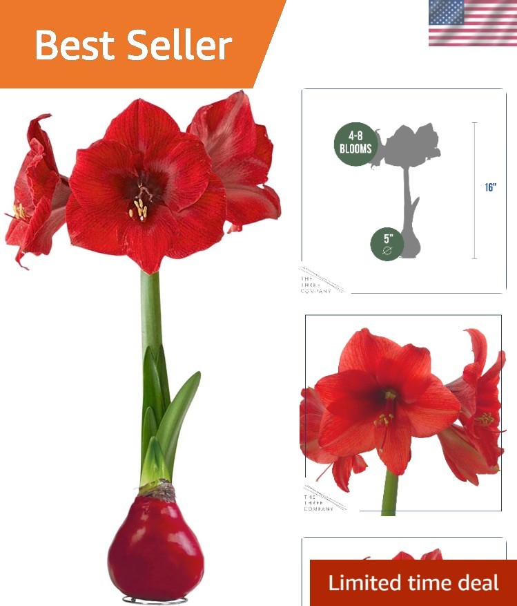Live Red Waxed Amaryllis Plant – Indoor/Outdoor Decor with Extended Bloom Time