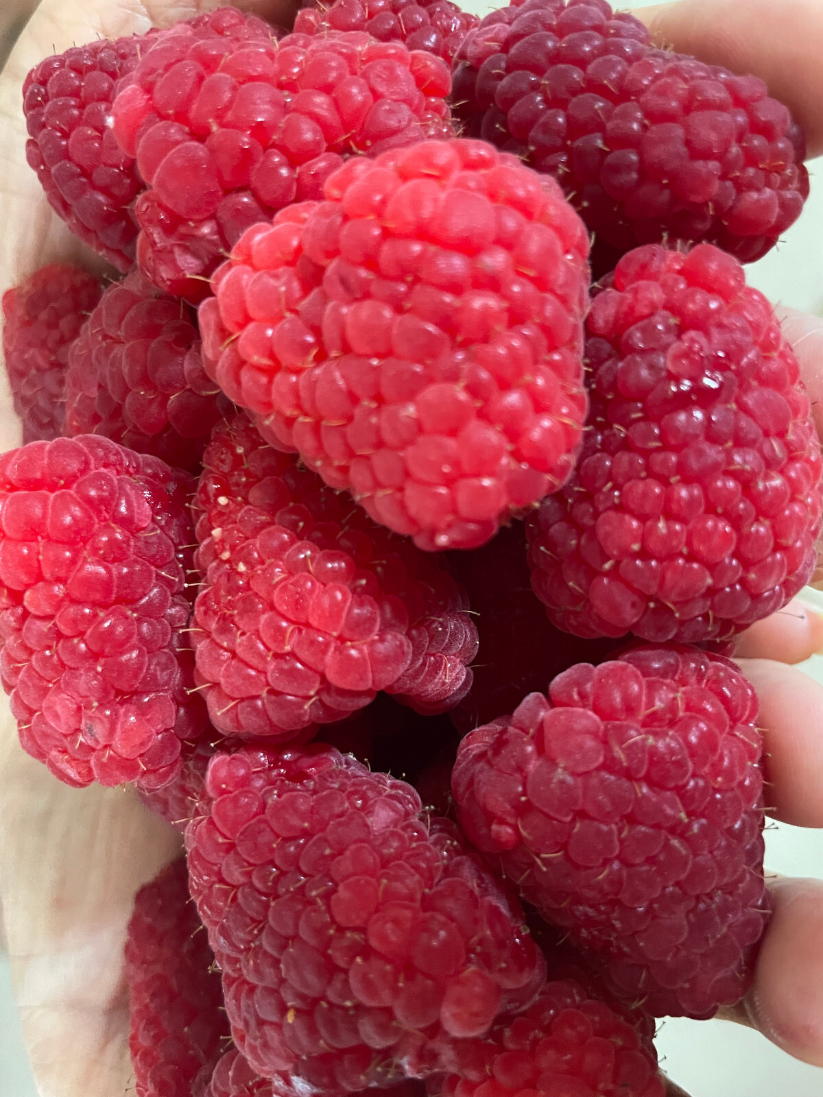 RARE GIANT RASPBERRY Fruit plant Tree 20 SEEDS – “Adelita”