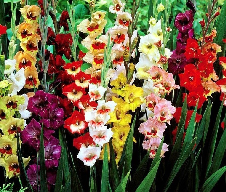 Red Roll Tide Bearded Iris Rhizome, Red Flowering Perennial Iris Root