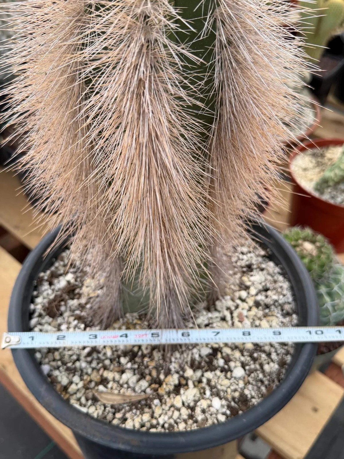 Woolly Rhino Columnar Cactus Cutting | Rare Calloused Live Plant Ready to Root #