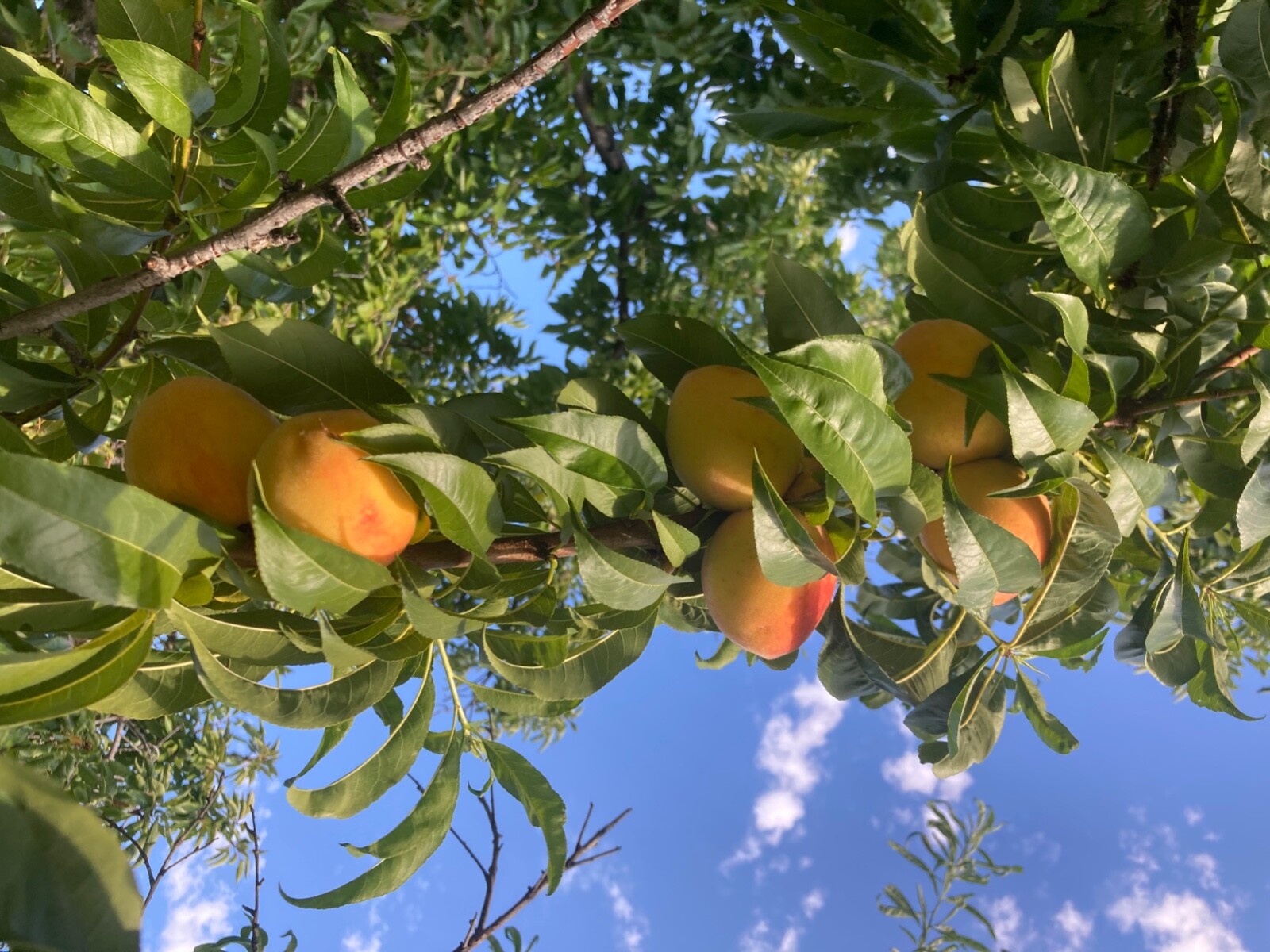 Yellow Peach Seeds (4) stones 