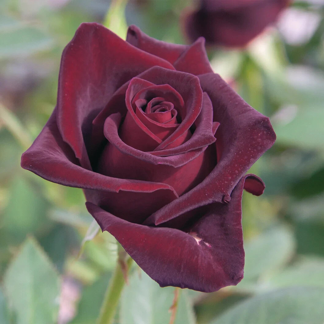 1 (ONE) live plant of “BLACK BACCARA” darkest Rose about 20-30″ (ROOTED)