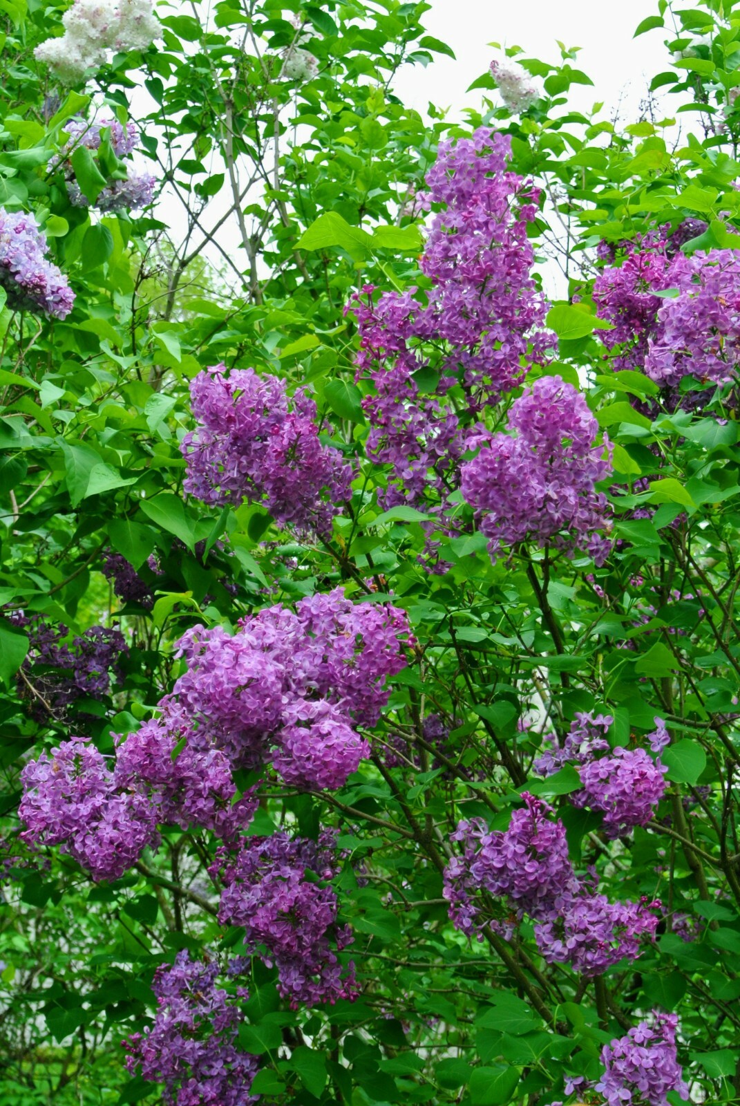 Purple Lilac 1 у.o. plant 6-10” tall, Syringa Vulgaris, Common Lilac