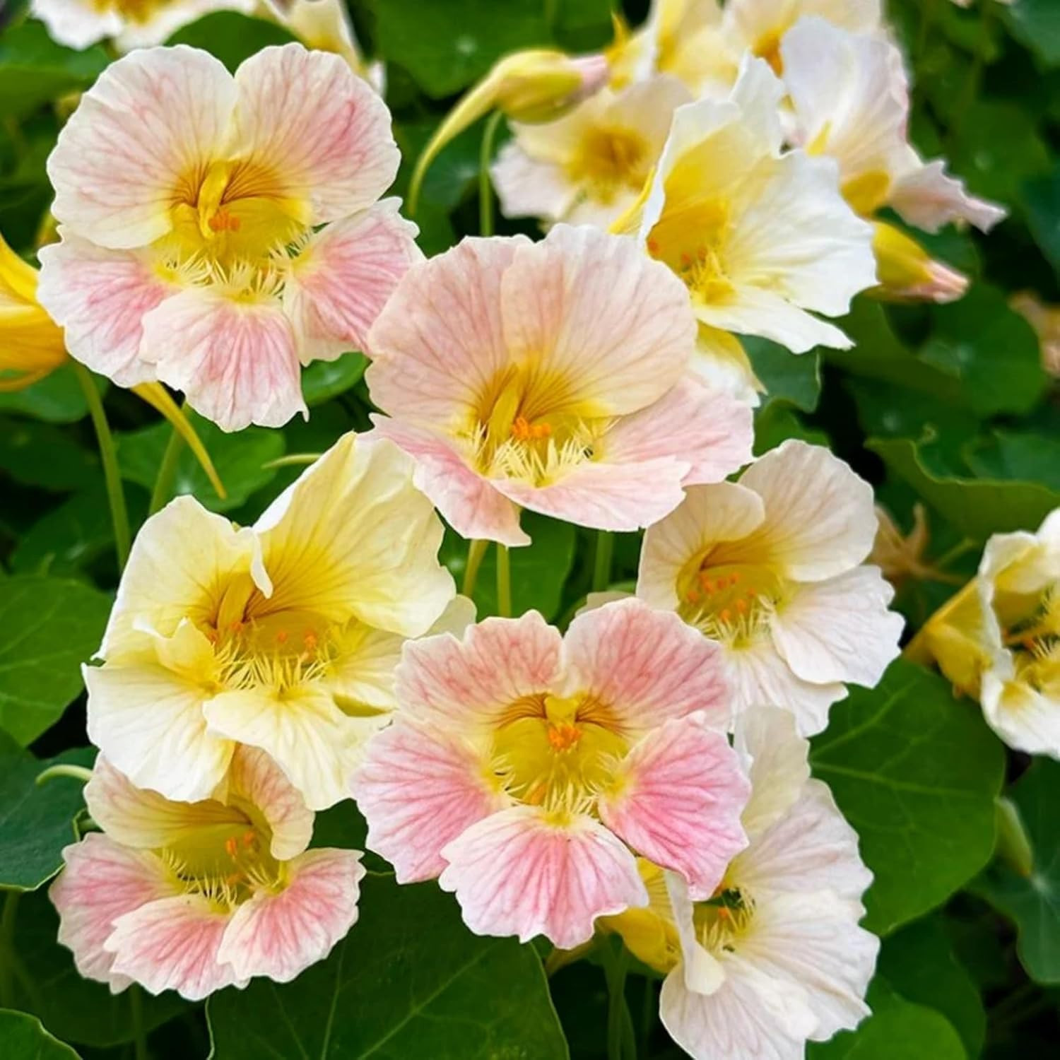 Rare Nasturtium Seeds for Planting – 150+ Mixed Nasturtium Seeds (Tropaeolum Maj