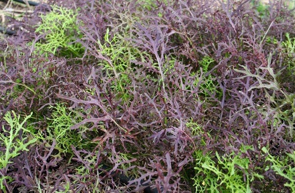 1-OZ 10,000+ Red Streaks MIZUNA Japanese mustard seeds; beautiful foliage!