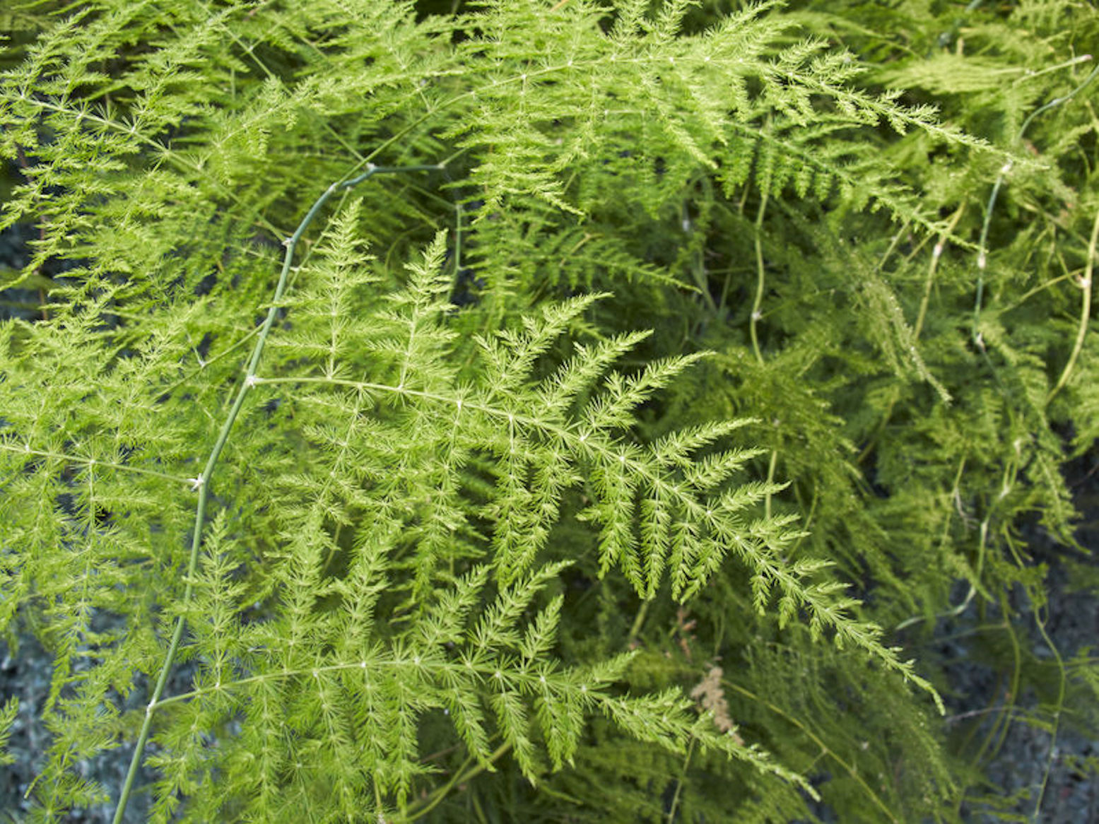 10 Seeds Setaceus Asparagus-Feather Ornamental Tropical Overstock