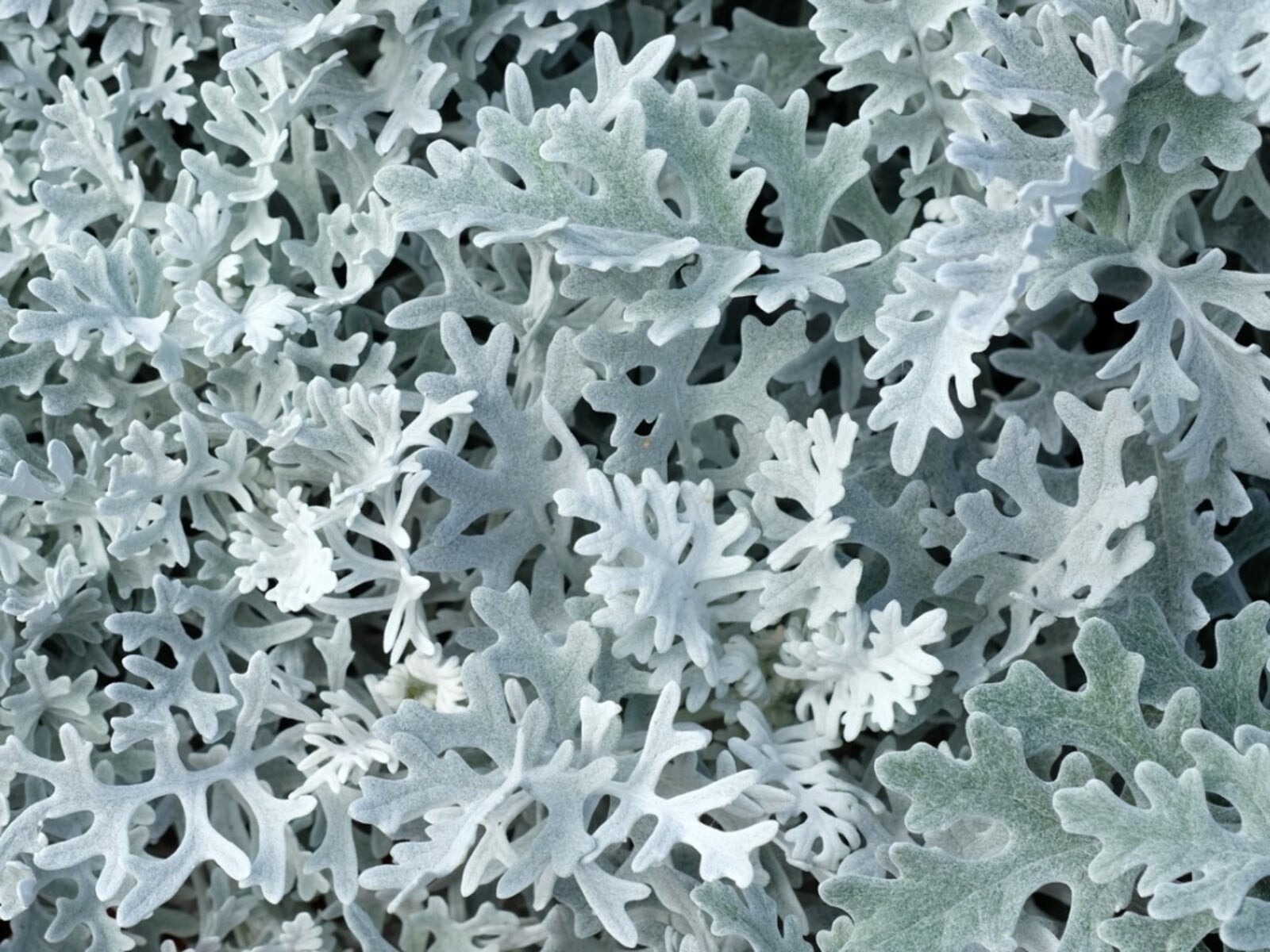 Dusty Miller (senecio cineraria), SEEDS