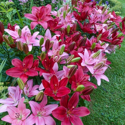 5 Cupid’s Favorite Border Lily Duet Live Flower Bulb Mixture GREAT for BORDERS