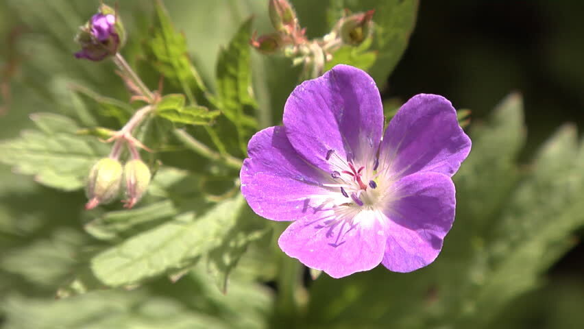 2 WILD GERANIUM Geranium maculatum Woodland Wildflower ~Native Hardy~ Bare root